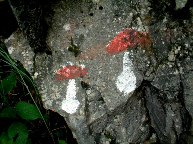 Russula virescens e simpatici segnali direzionali